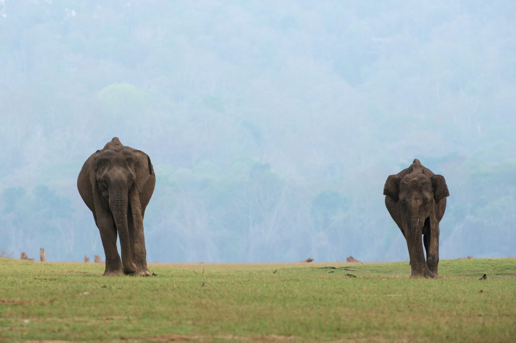 SYMMETRY - In summers, huge herds of elephants congregate on the banks of the Kabini Reservoir. It is a spectacle that is unparalleled in India. They come from forests all around to feast on the fresh green grass. Here two of them (probably mother and calf) seem to be enjoying an evening meal, while posing symmetrically.
