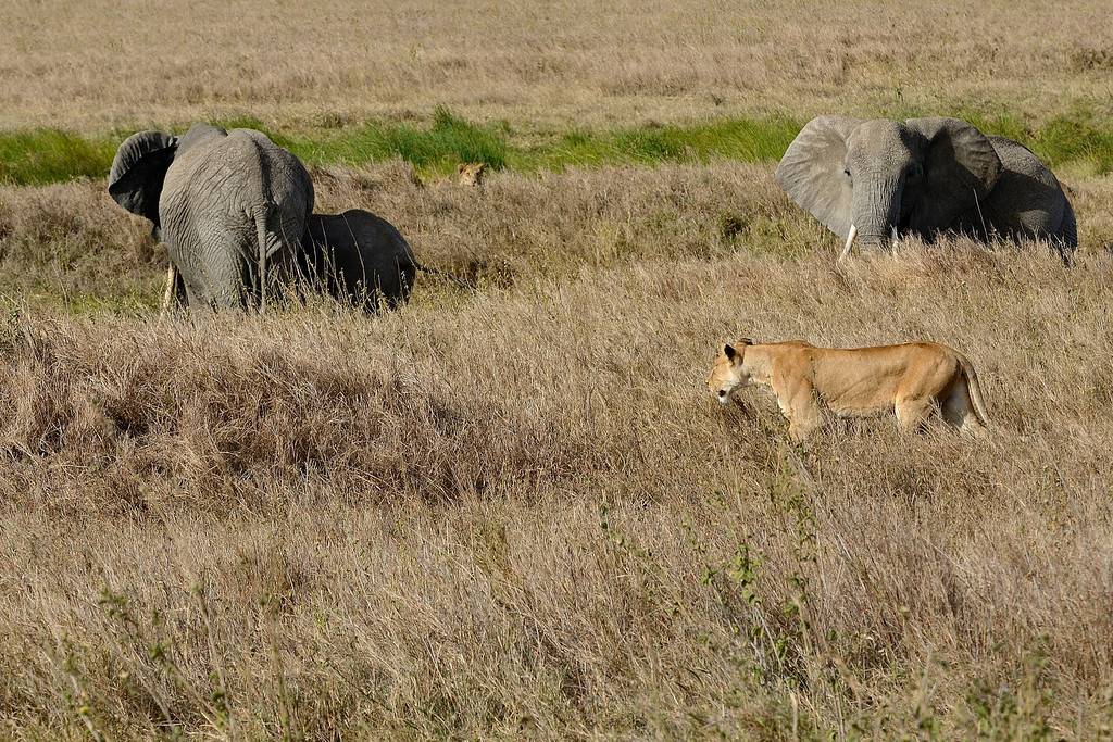 Serengeti NP, Africa
