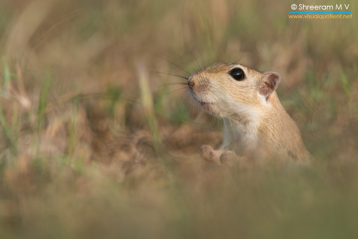 Indian Jird, found in Tal Chappar, Rajasthan