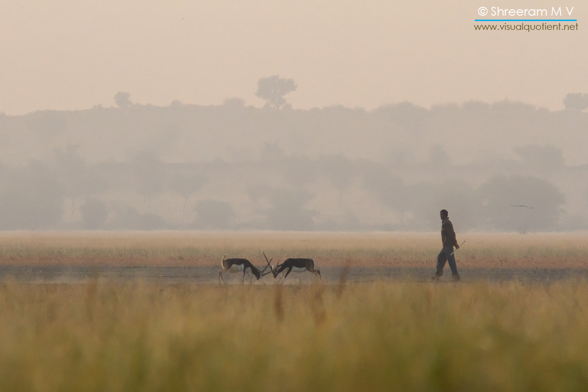 conservation in Tal Chappar, Rajasthan