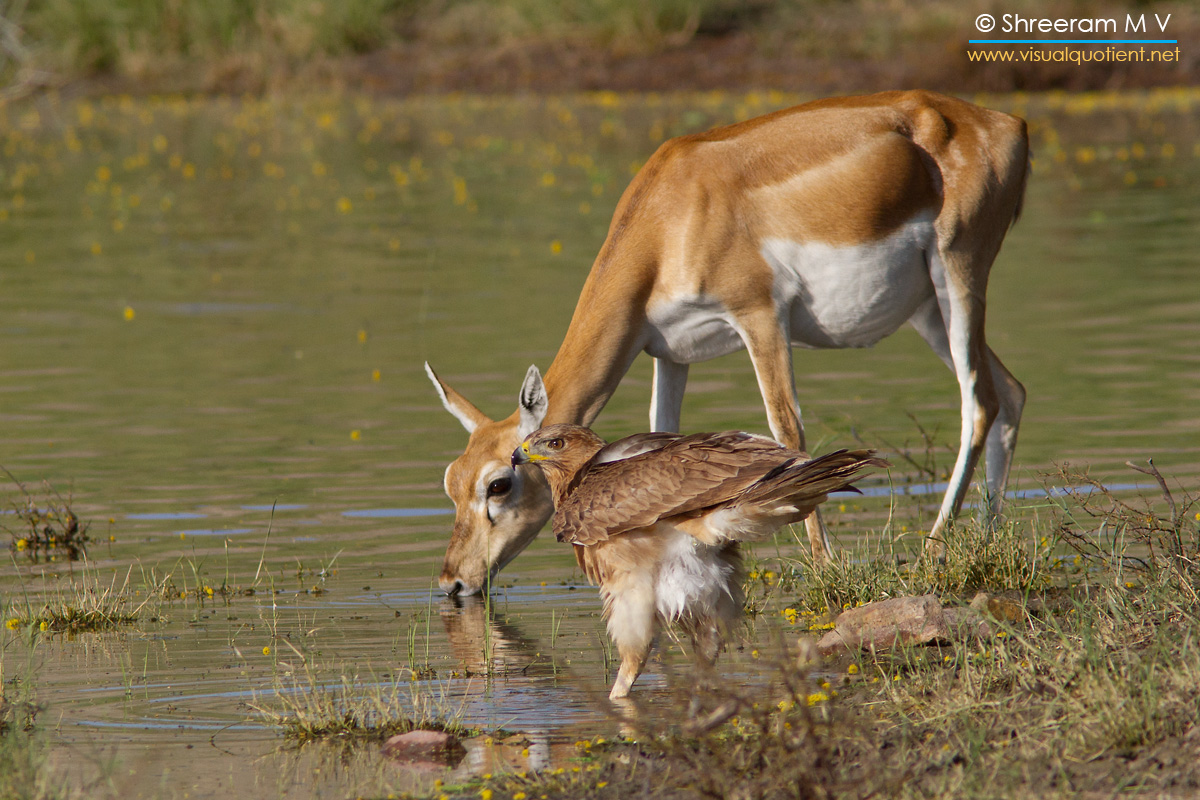 Black bucks are found Wherever you look, you are bound to see them prancing about the grassland, dueling with each other, silently grazing, or just lazing around, Tal Chappar, Rajasthan