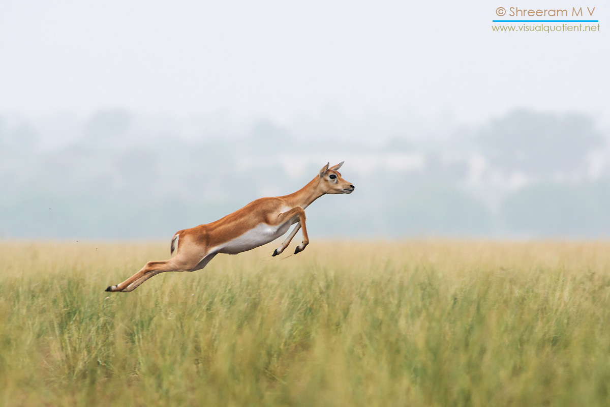 Black buck is the second fastest land animal and only Cheetah can hunt them, and Tal Chappar is the highest wild populations in the world