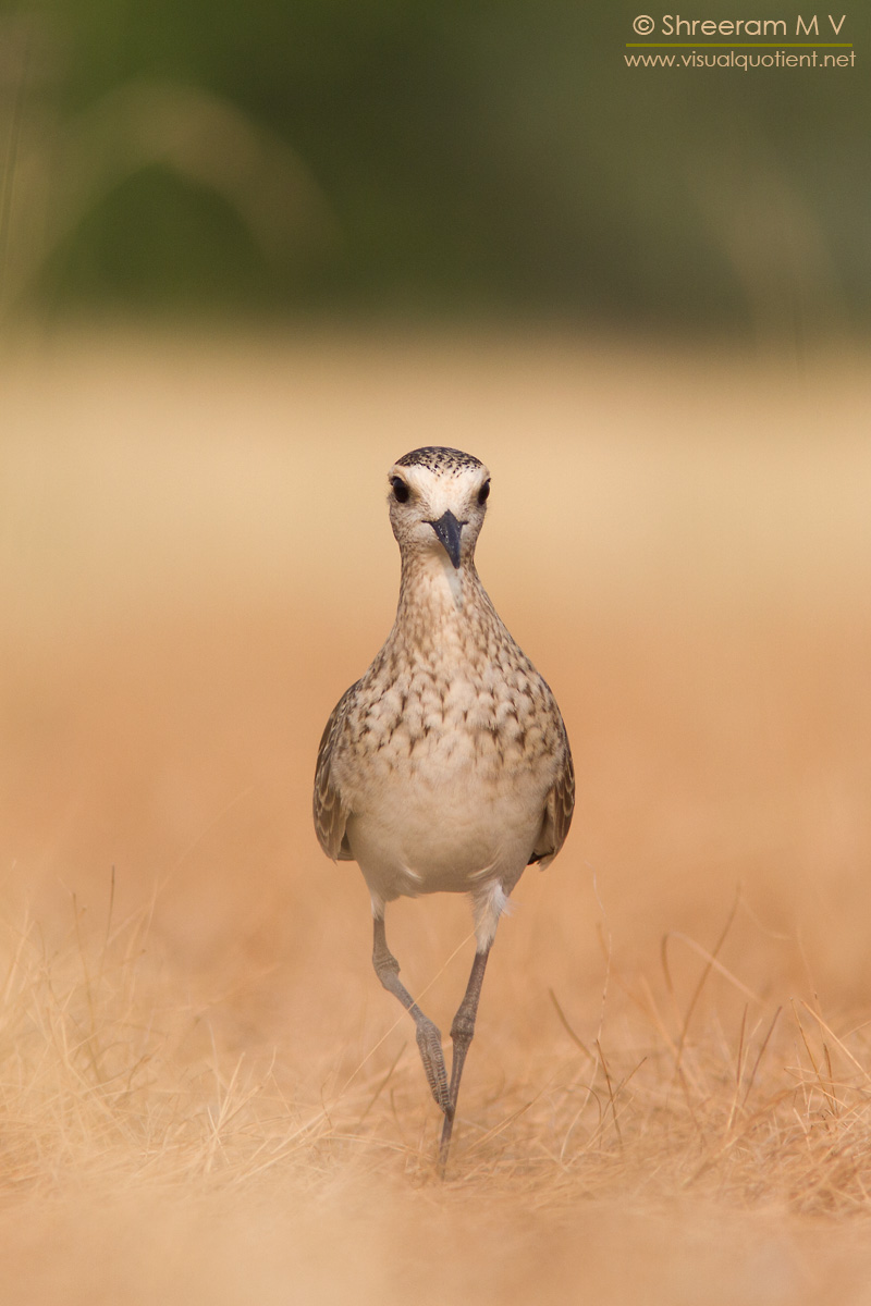 Sociable Lapwing, in Tal Chappar, Rajasthan