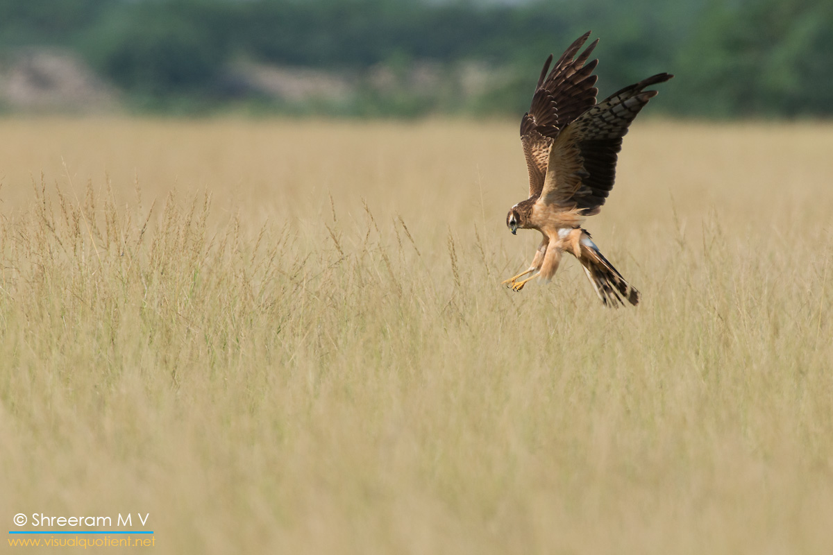 Harrier winter migrant in Tal Chappar, Rajasthan