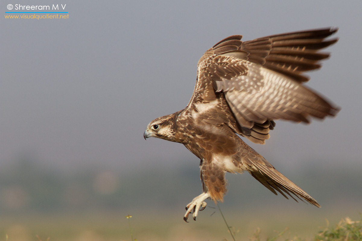 Laggar Falcons, Raptors found in Tal Chappar, Rajasthan