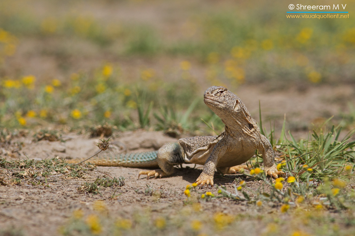 Tawny and Spiny, Raptors found in Tal Chappar, Rajasthan