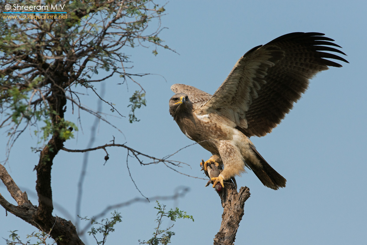 White tailed eagle, in Tal Chappar, Rajasthan