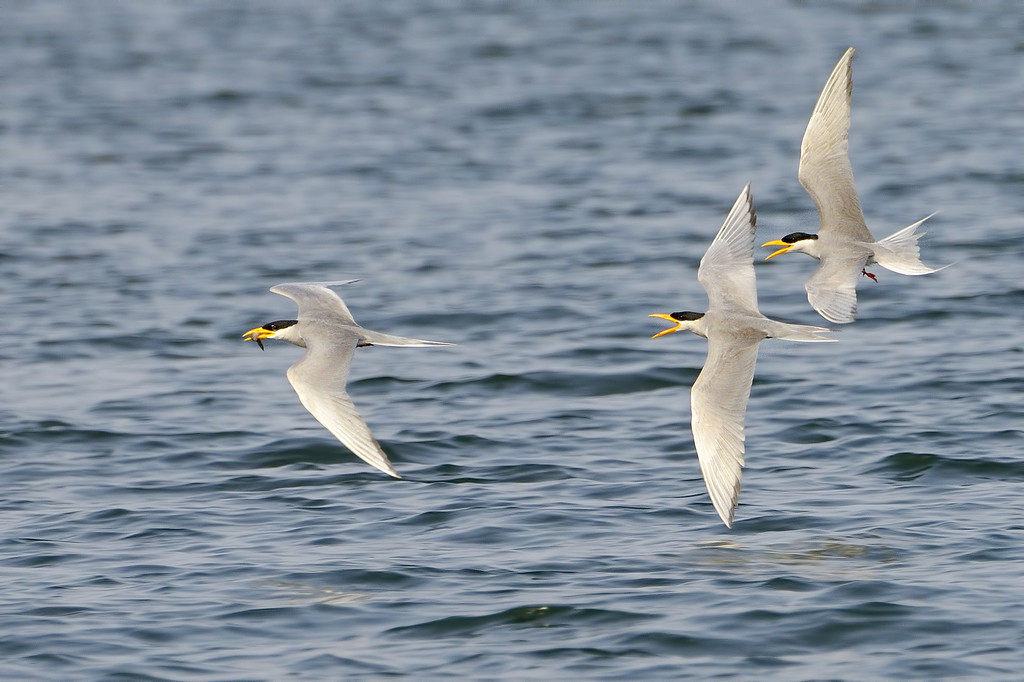 River Tern, Bhadra WS, Karnataka