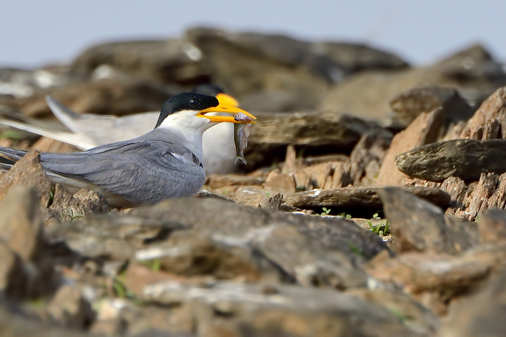 River Tern, Bhadra WS, Karnataka