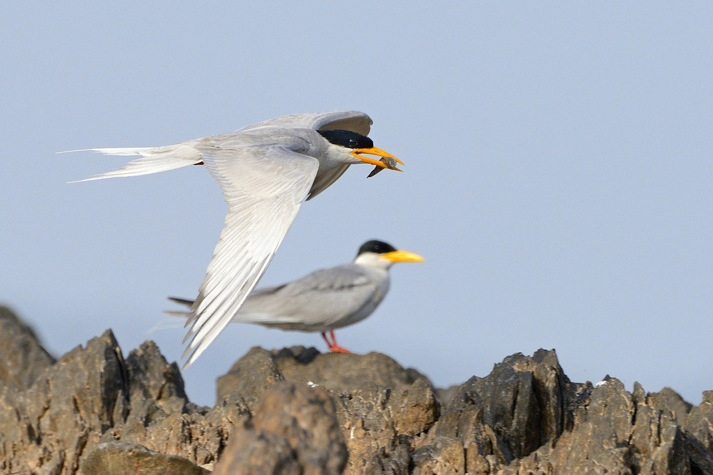 River Tern, Bhadra WS, Karnataka