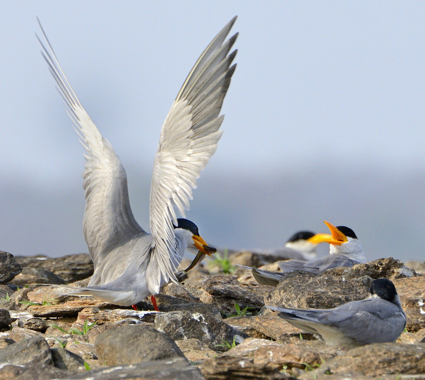 River Tern, Bhadra WS, Karnataka