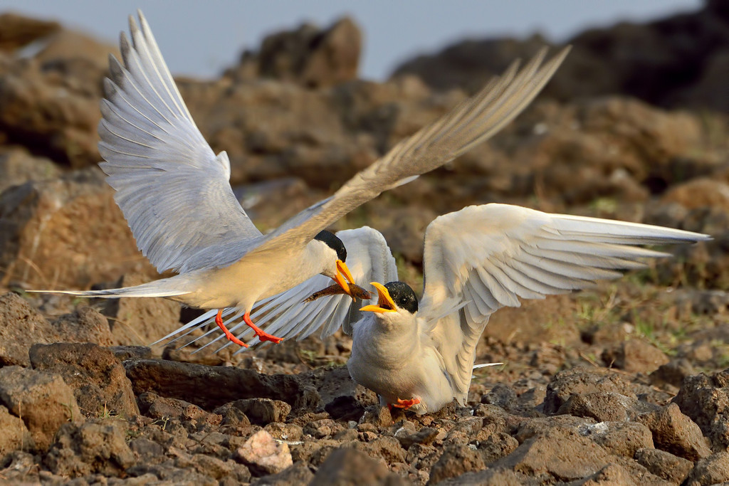 River Tern, Bhadra WS, Karnataka