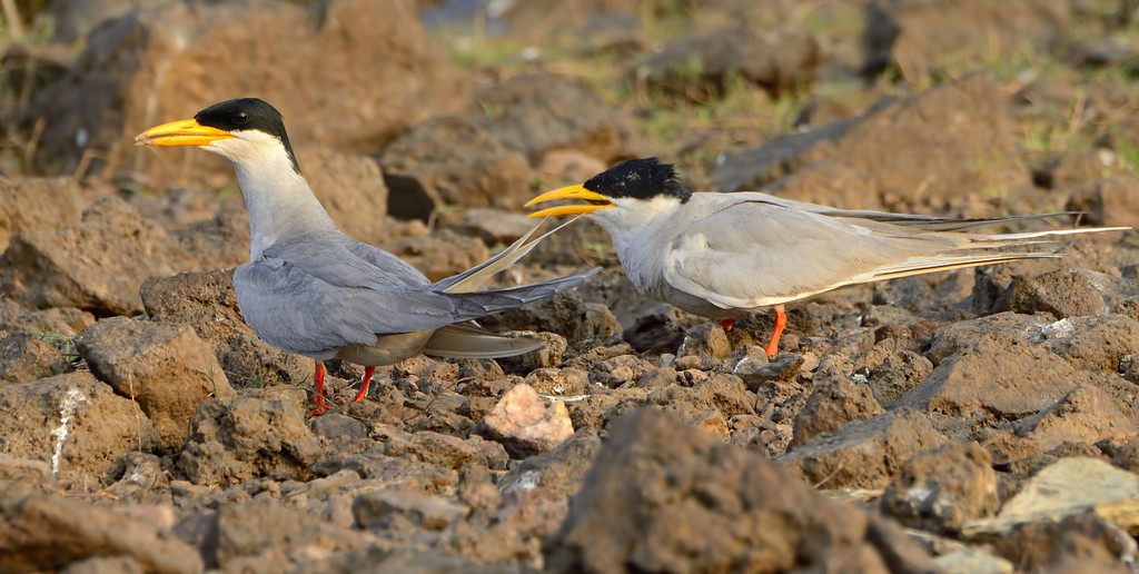 River Tern, Bhadra WS, Karnataka