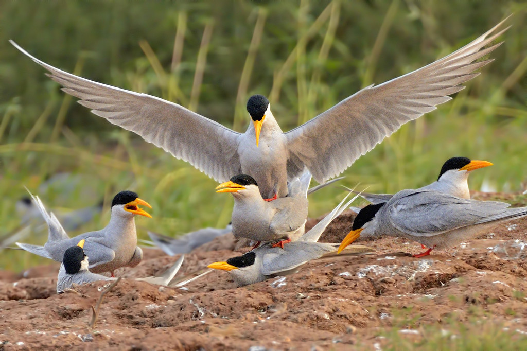 River Tern, Bhadra WS, Karnataka