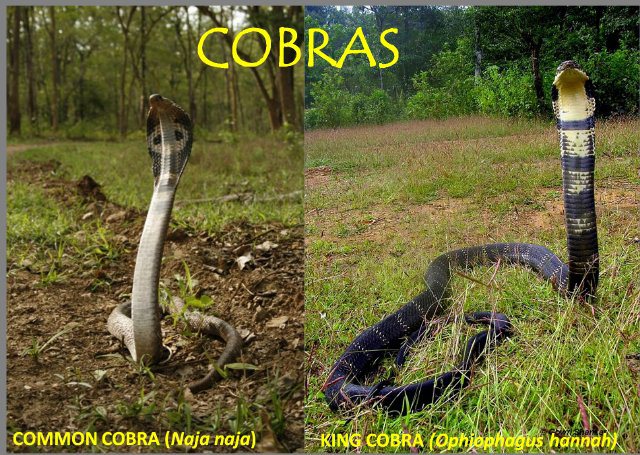 King Cobra and Common Cobra