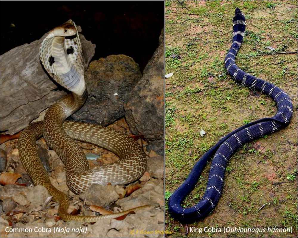 King Cobra and Common Cobra