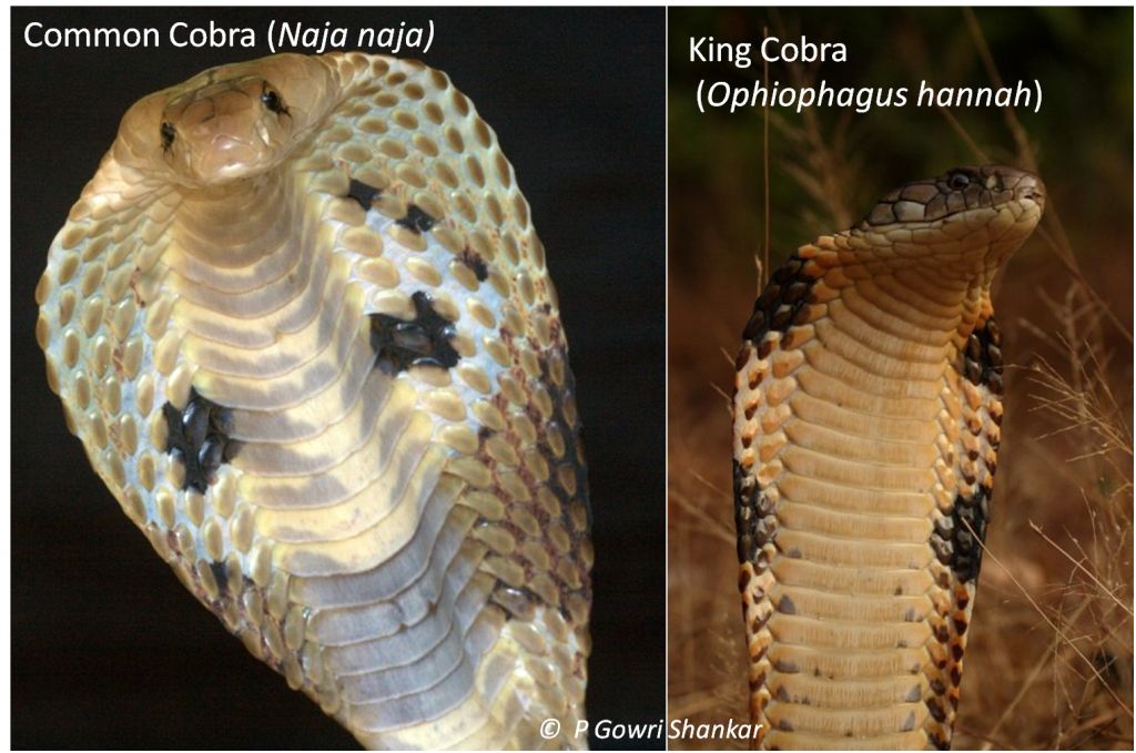 King Cobra and Common Cobra