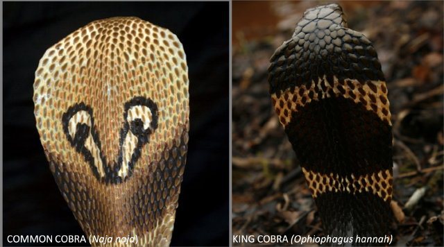 King Cobra and Common Cobra