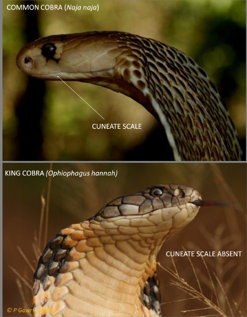 King Cobra and Common Cobra