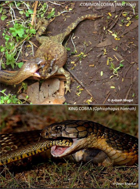 King Cobra and Common Cobra