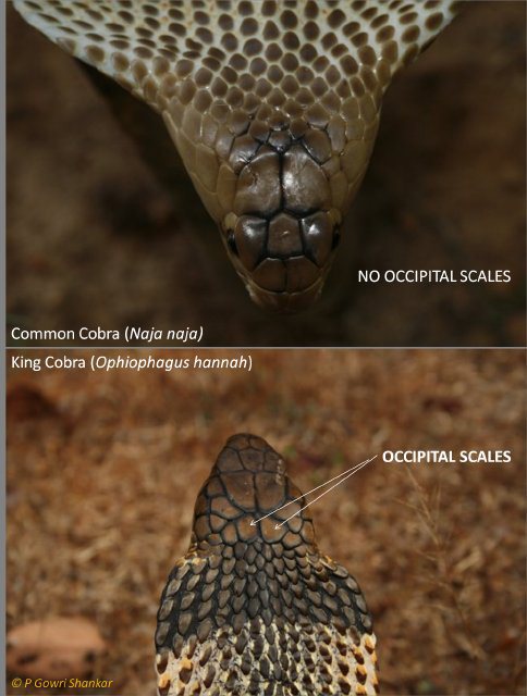 King Cobra and Common Cobra