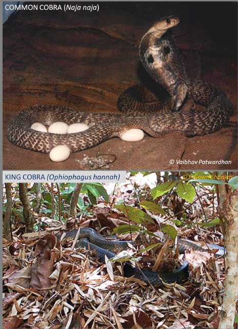 King Cobra and Common Cobra