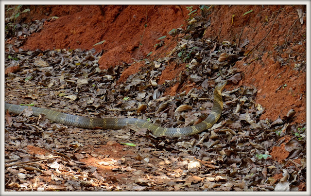 agumbe snakes