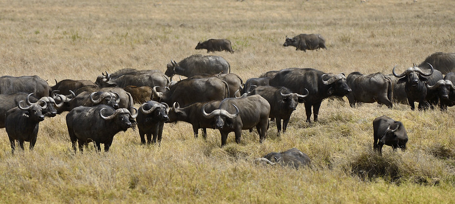 Water Buffaloes, Serengeti, Africa