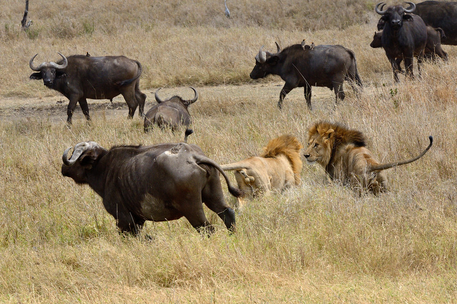 African Lion and Water Buffaloes, Serengeti, Africa