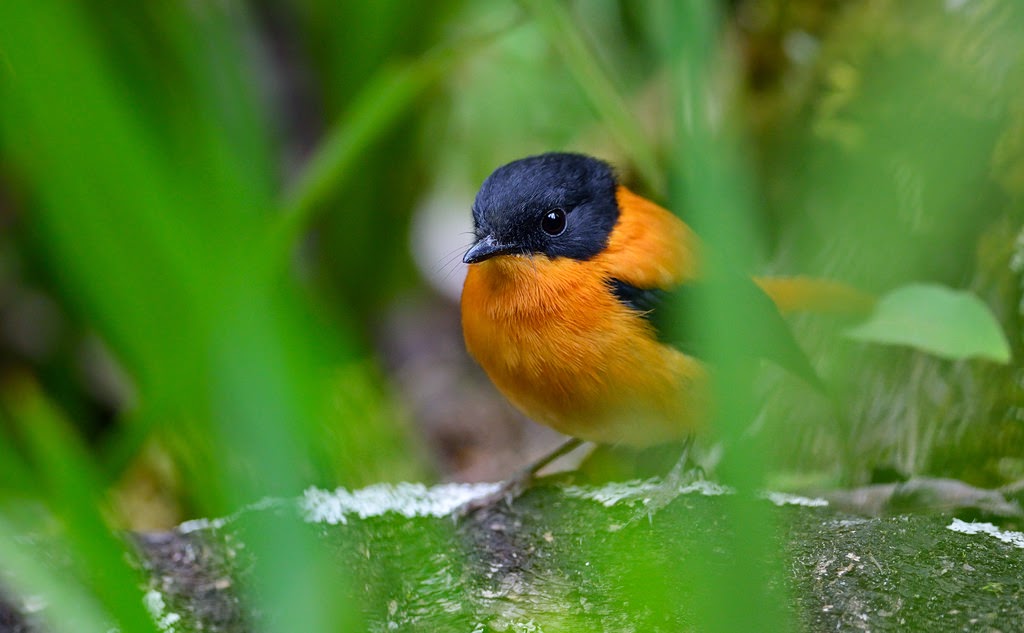 Black and Orange Flycatcher, Ooty