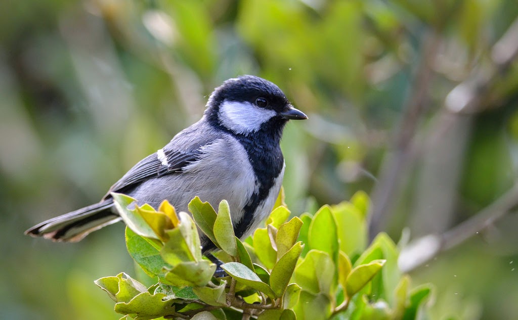 Great Tit, Ooty