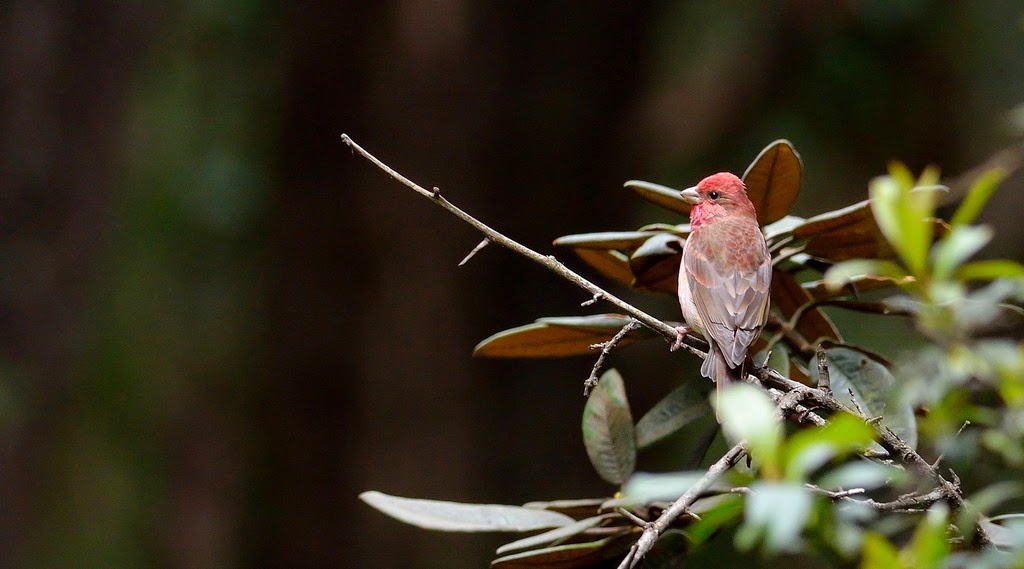 Common Rosefinch, Ooty