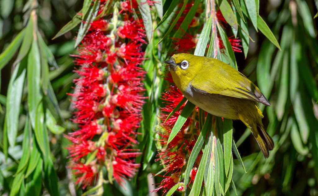 Oriental White Eye, Ooty