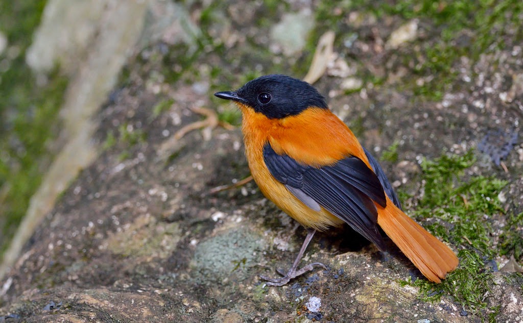 Black and Orange Flycatcher, Ooty