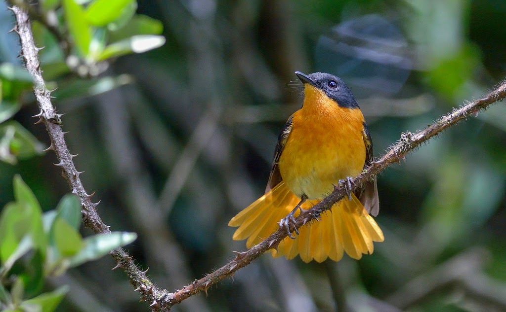 Black and Orange Flycatcher, Ooty