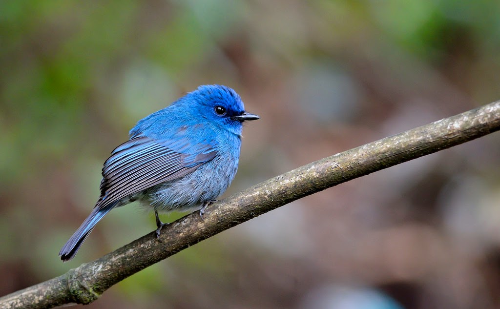 Nilgiri Flycatcher, Ooty