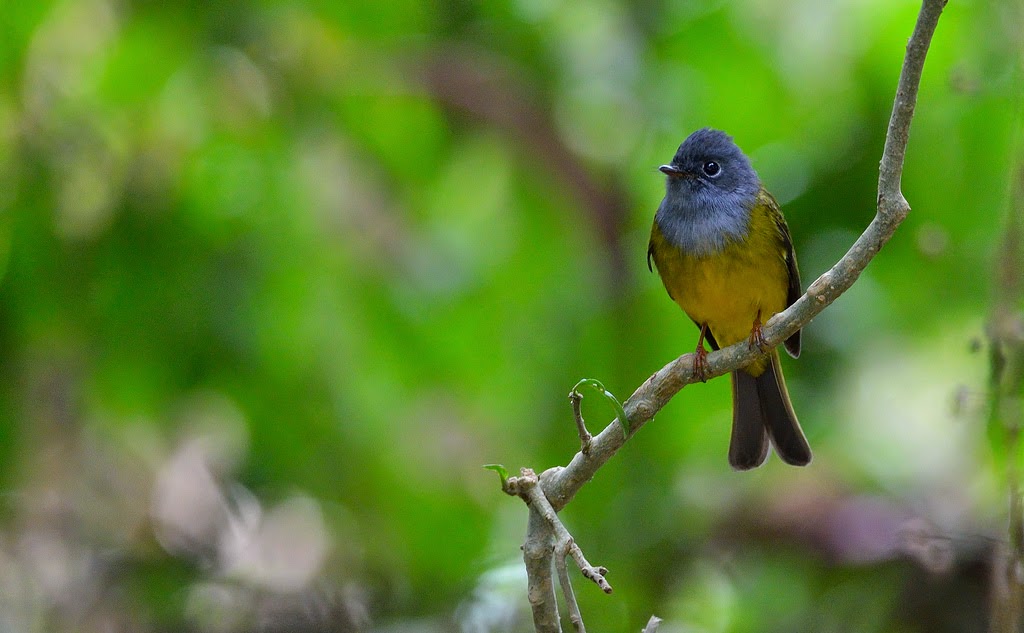 Grey headed Canary Flycatcher, Ooty