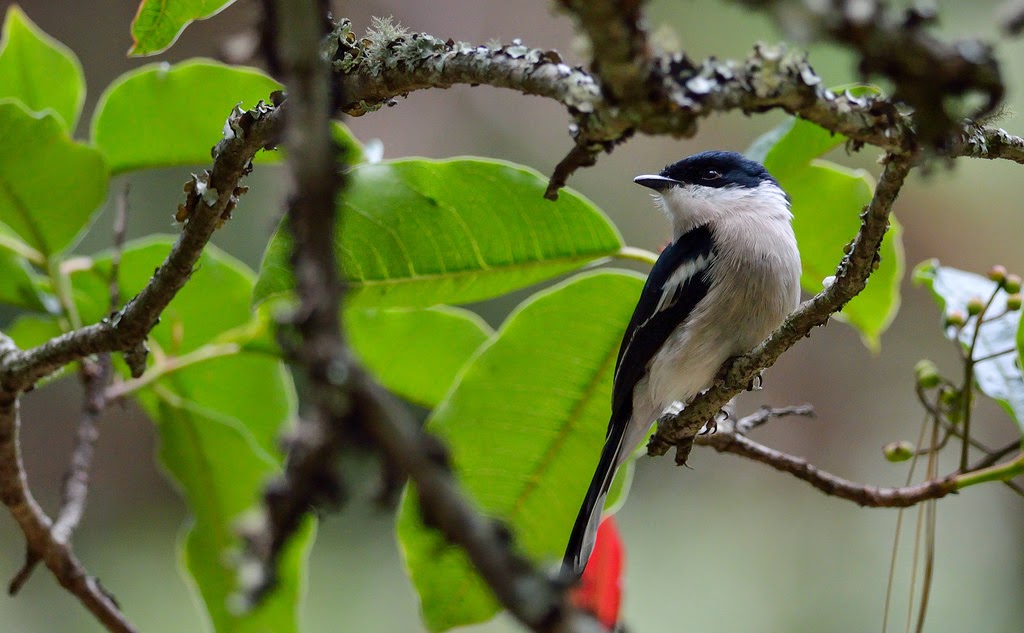 Bar winged Flycatcher, Ooty