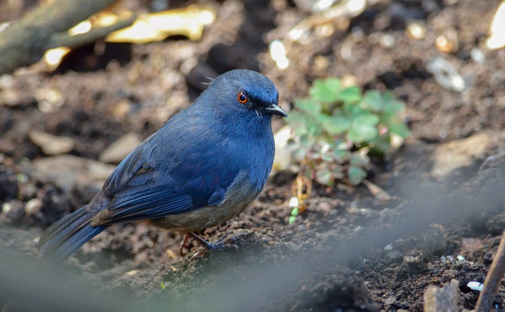 White bellied Shortwing or Nilgiri Blur Robin, Ooty