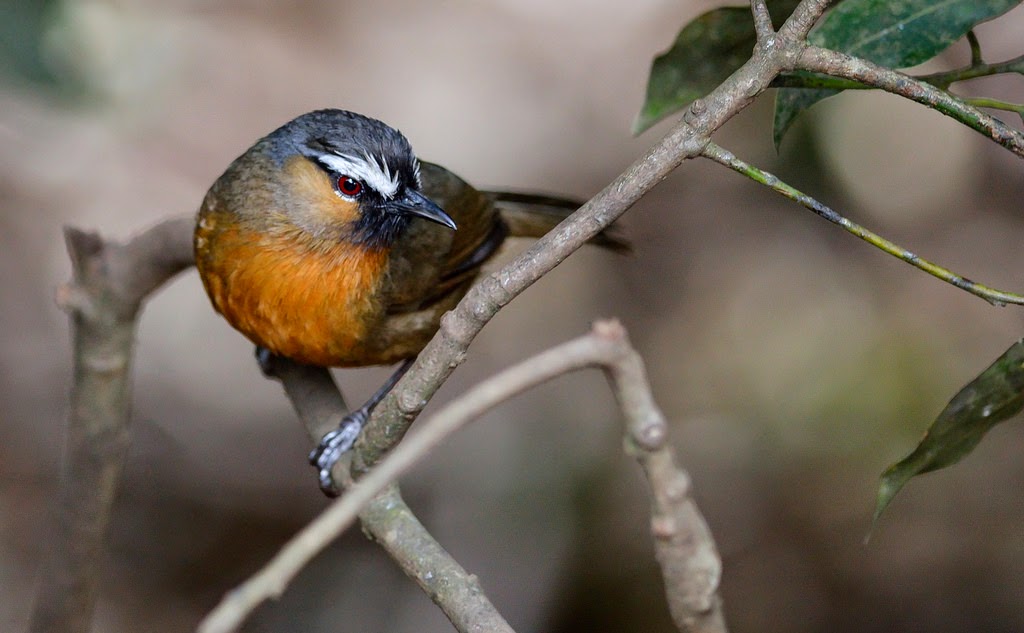 Nilgiri laughing Thrush, Ooty