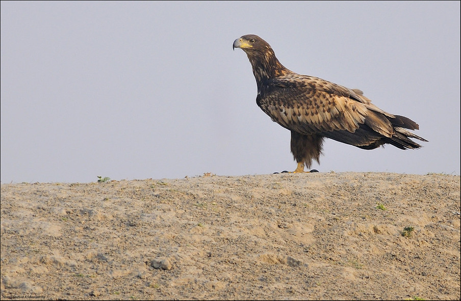 White Tailed Eagle, Tal Chapar, Rajasthan