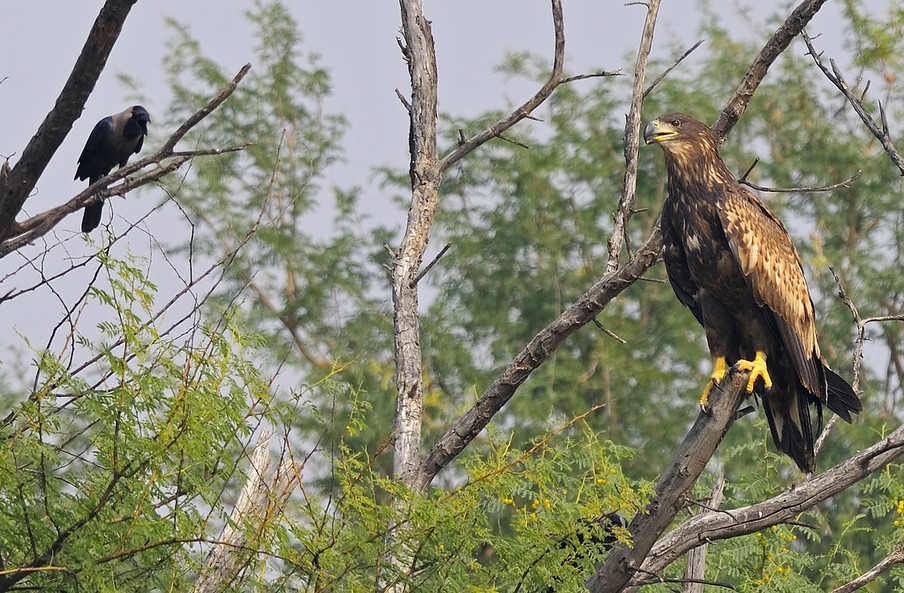 White Tailed Eagle, Tal Chapar, Rajasthan