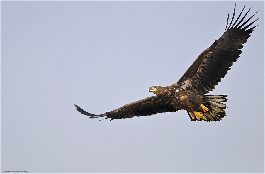 White Tailed Eagle, Tal Chapar, Rajasthan