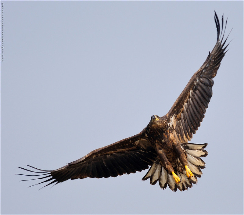 White Tailed Eagle, Tal Chapar, Rajasthan