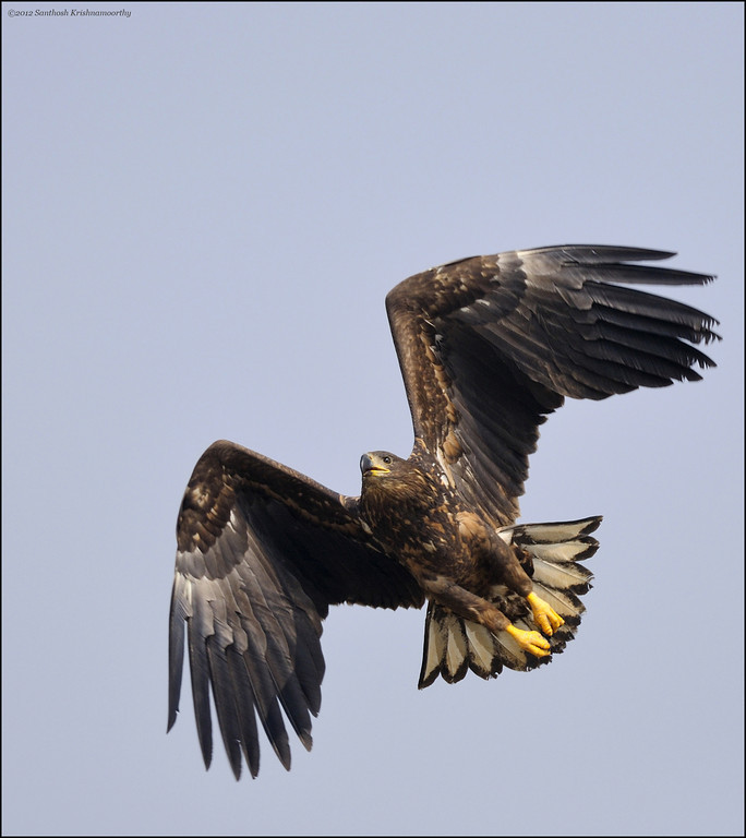 White Tailed Eagle, Tal Chapar, Rajasthan