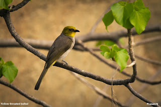 Bulbul, Hampi