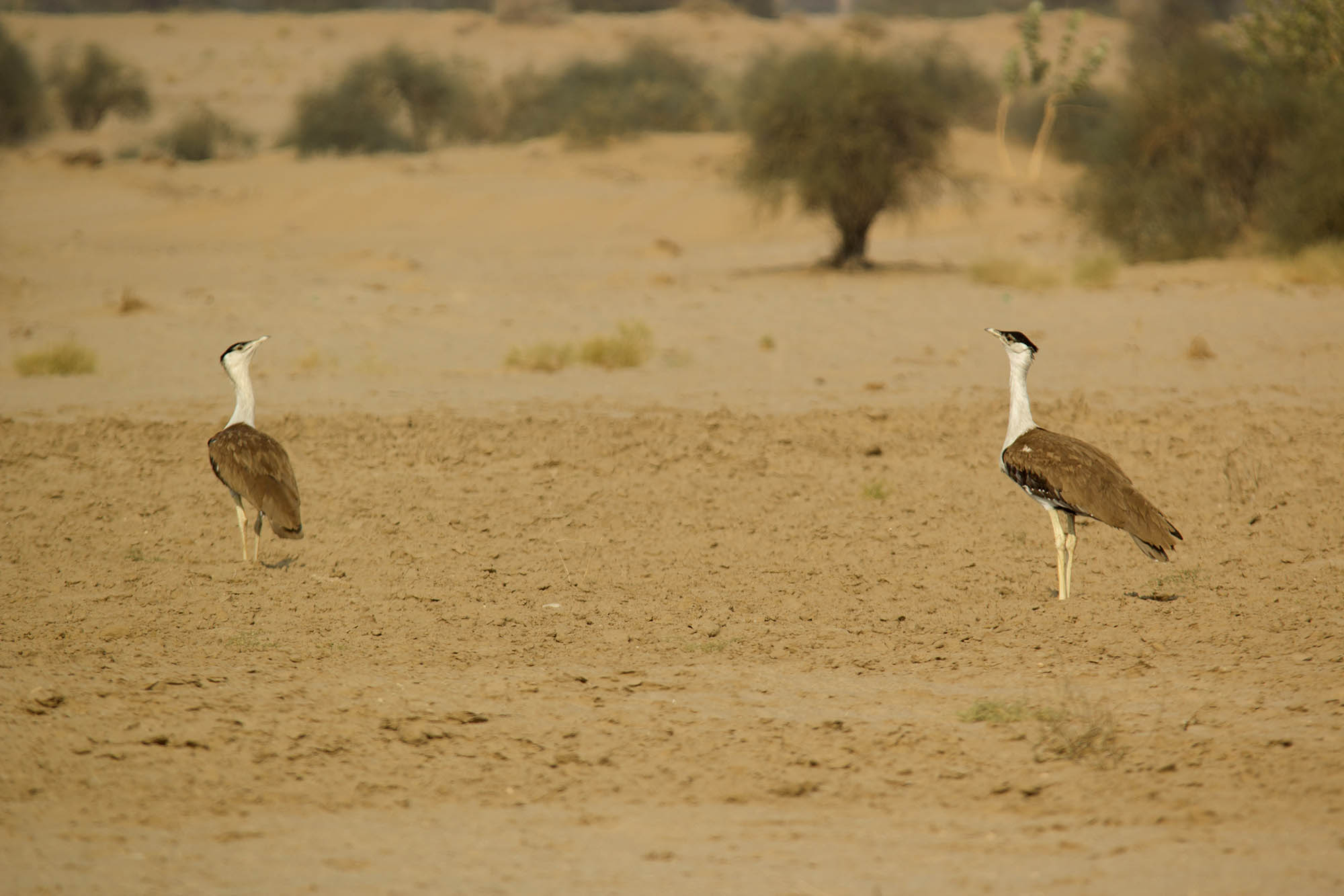 Great Indian Bustard, DNP, Rajasthan