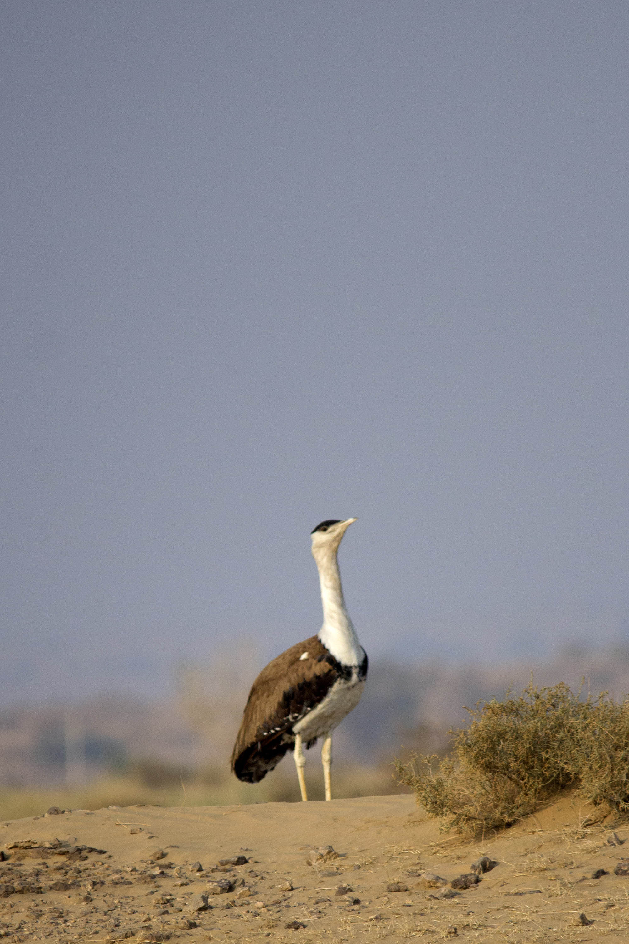 Great Indian Bustard, DNP, Rajasthan