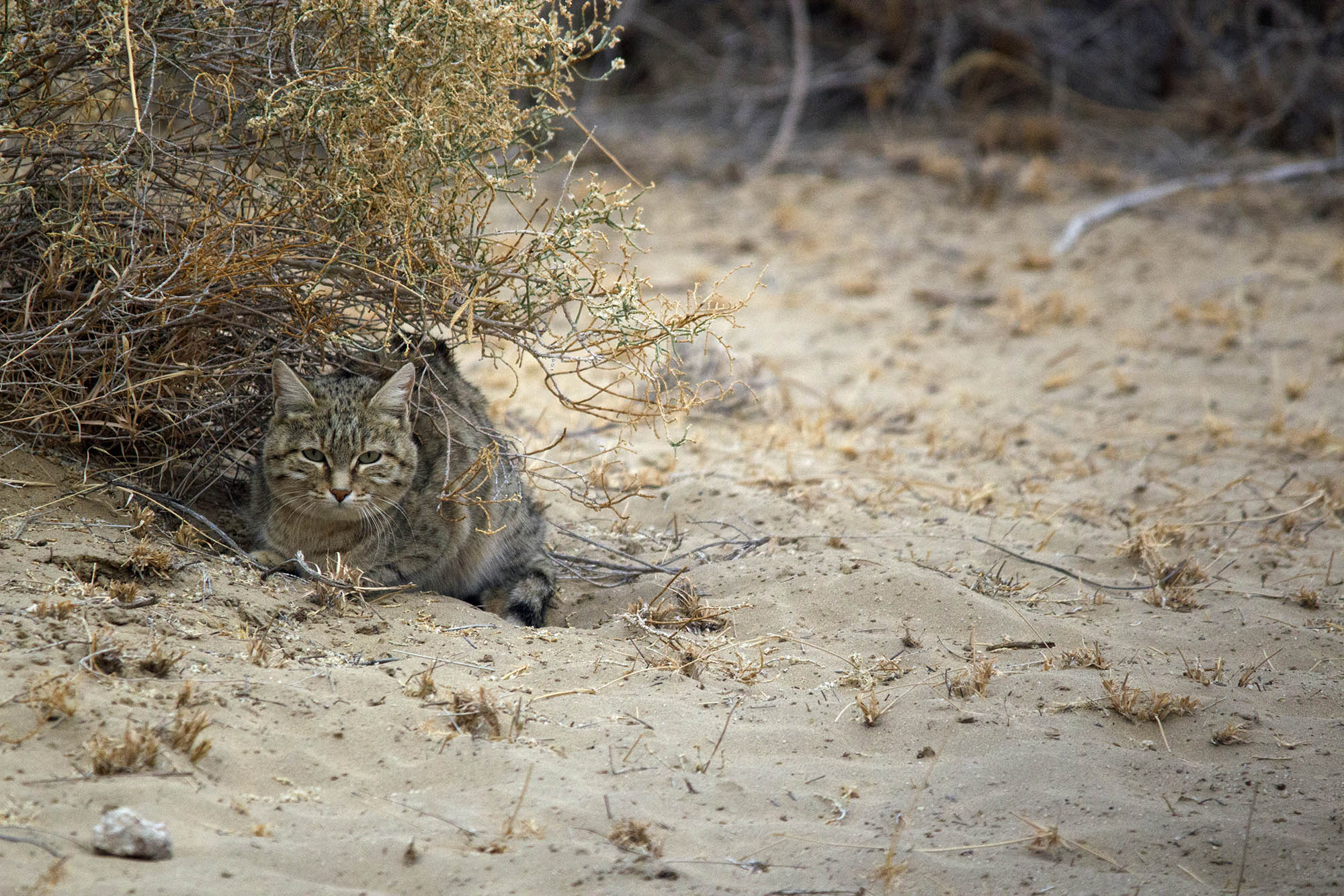 Desert Cat, DNP, Rajasthan