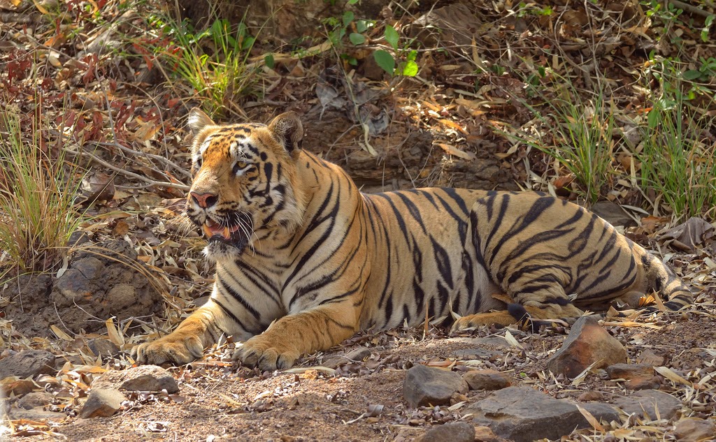 Tiger, Tadoba